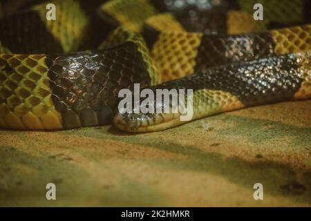 Bungarus fasciatus is a kind of poisonous snake. Found in Southeast Asia To East Asia Stock Photo