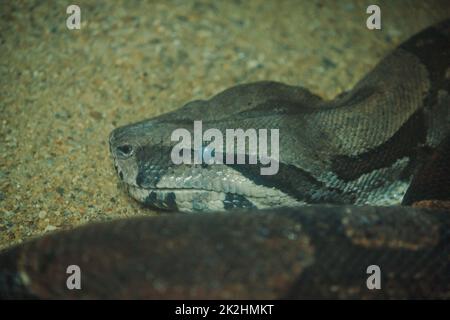 The Boa Constrictor is a beautiful snake. Which can be found in the tropics of North and South America Stock Photo