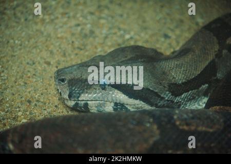 The Boa Constrictor is a beautiful snake. Which can be found in the tropics of North and South America Stock Photo
