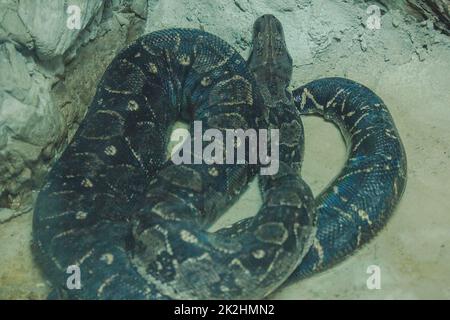 The Boa Constrictor is a beautiful snake. Which can be found in the tropics of North and South America Stock Photo
