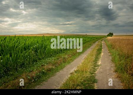 Dirt road next to a corn field and cloudy sky Stock Photo