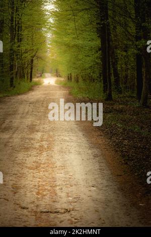 A straight dirt road through the forest Stock Photo