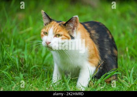 Tortoiseshell cat nestled in prairie Stock Photo