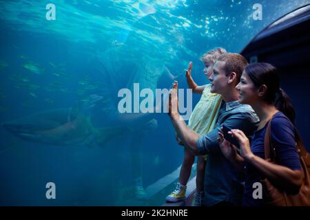 She's focused on those fish. Cropped shot of a little girl on an outing to the aquarium. Stock Photo