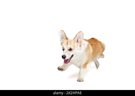 Cute Welsh corgi dog running isolated on white studio background. Happy puppy. Concept of motion, pets love, animal life. Stock Photo