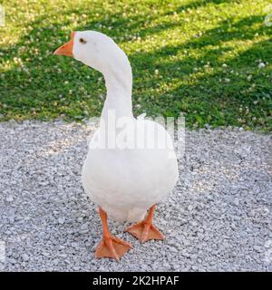 White goose looking around farm yard walks on gravel path Stock Photo