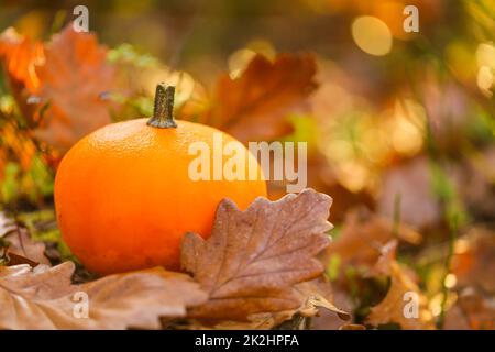 pumpkin with brown oak leaves on a stump on a blurred autumn background. Small pumpkin in autumn brown leaves. Autumn weather.Beautiful wallpaper. Stock Photo