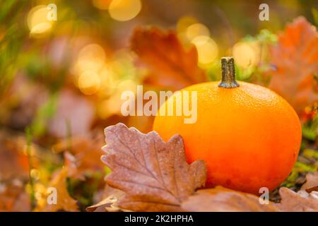 Orange pumpkin with brown oak leaves on a stump on a blurred autumn background. Small pumpkin in autumn brown leaves. Autumn weather.Beautiful Stock Photo