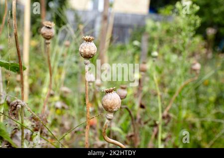 Poppy seed heads in summer with a shallow depth of field. Dry poppy capsules at nature, closeup Stock Photo