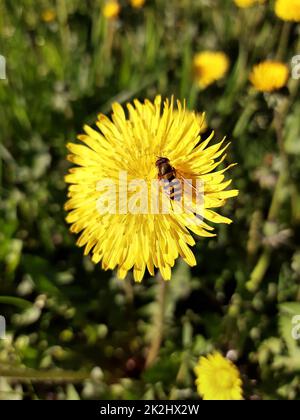 American hoverfly on a dandelion flower close-up Stock Photo