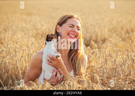 Young woman in wheat field, lit by afternoon sun, trying to pose with Jack Russell terrier puppy, but she is playing and licking her ear. Stock Photo