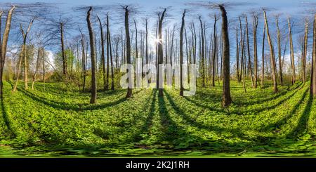 360 degree panoramic view of full seamless spherical 360 hdri panorama view in beautiful spring forest or park with bright sun shining through the trees in equirectangular project