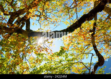 Forest in Anso Valley, Huesca Province in Aragon in Spain. Stock Photo