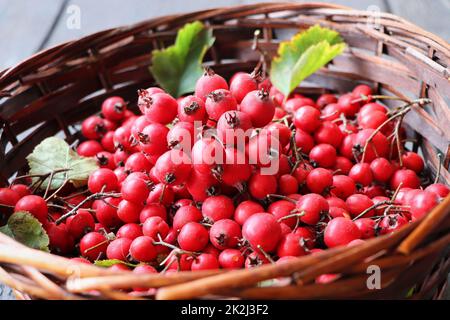 Ripe hawthorn berries, hawthorn branches on wooden background. Useful medicinal plants Stock Photo