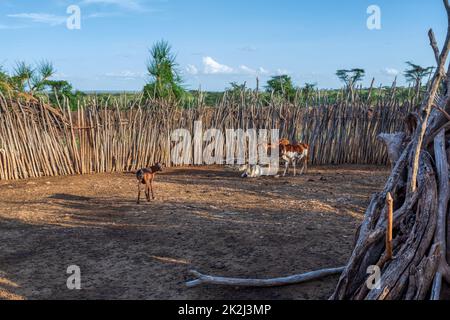 Cattle pen in Hamar Village, South Ethiopia, Africa Stock Photo