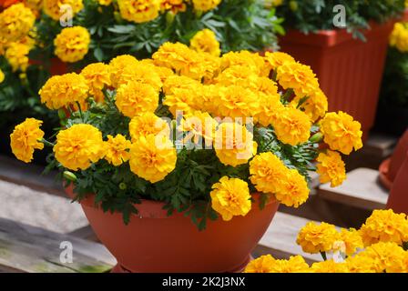 Tagetes patula French marigold in bloom, yellow flowers, green leaves full bloom Stock Photo