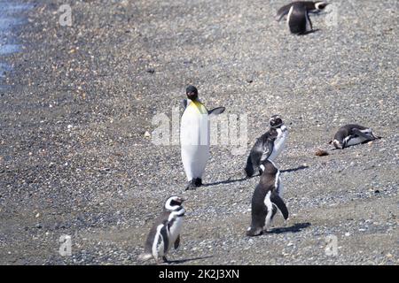 King penguin on Martillo island beach, Ushuaia Stock Photo