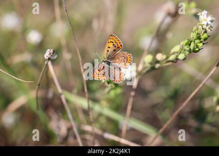A butterfly sits on a plant. E.g. pearl butterfly, or fire butterfly, admiral. Stock Photo