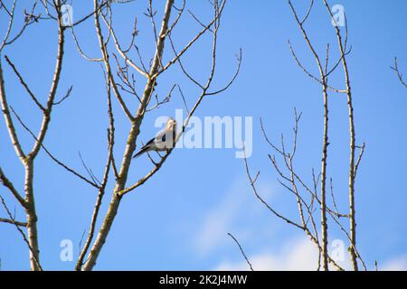 A jay sits on a branch. Jaybirds are corvids. Stock Photo