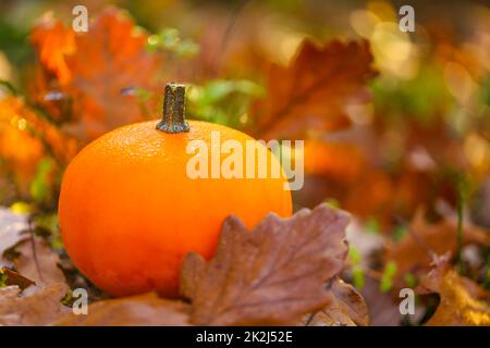 Autumn time.Orange pumpkin with brown oak leaves on a stump. pumpkin in autumn brown leaves. Autumn weather.Beautiful nature wallpaper. Stock Photo