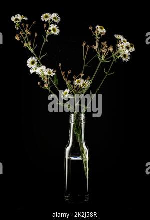 Autumn flowers in a glass bottle on a black background Stock Photo