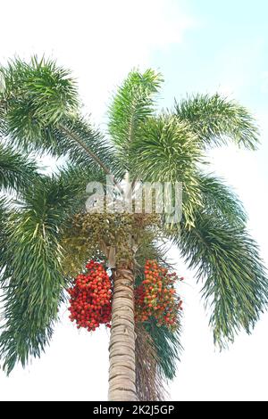 Bunch of Foxtail Palm Fruits Ripening on the Tree Stock Photo