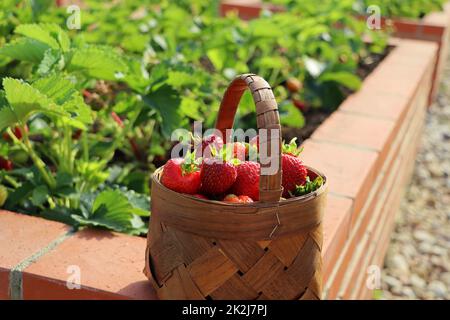 A modern vegetable garden with raised briks beds . Raised beds gardening in an urban garden . Basket full of strawberry Stock Photo