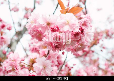 Tree with pink flowers in springtime, Prunus Serrulata Kanzan, japanese cherry blossom Stock Photo