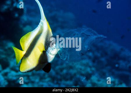 Banner fish eats jellyfish Stock Photo