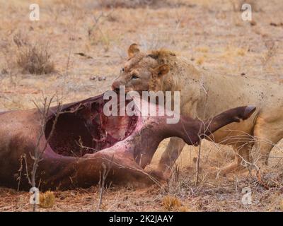 Lion with big prey. Stock Photo