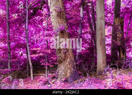 Beautiful pink and purple infrared panorama of a forest. Stock Photo