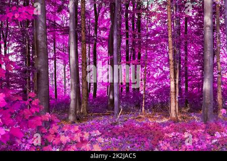 Beautiful pink and purple infrared panorama of a forest. Stock Photo