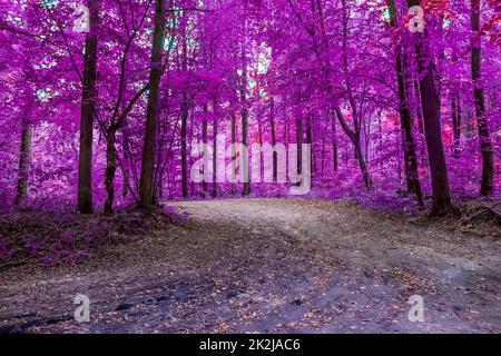 Beautiful pink and purple infrared panorama of a forest. Stock Photo