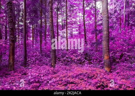 Beautiful pink and purple infrared panorama of a forest. Stock Photo