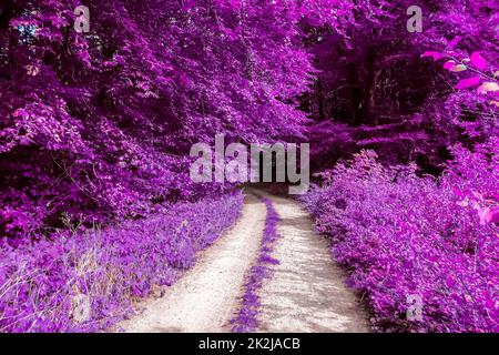 Beautiful pink and purple infrared panorama of a forest. Stock Photo