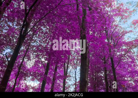 Beautiful pink and purple infrared panorama of a forest. Stock Photo
