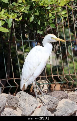 Kuhreiher (Bubulcus ibis) Stock Photo
