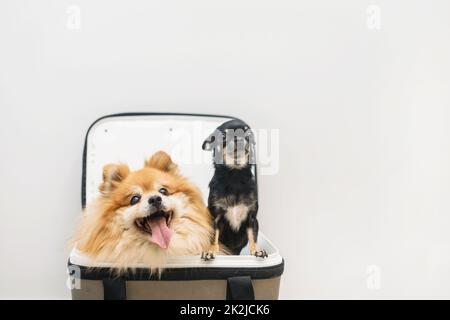 Two dogs sit in an open carrier together. Chihuahua and Spitz look out of the bag. Pets transportation Stock Photo