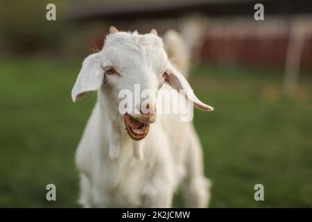 Young goat kid looking into camera, with mouth open, small teeth visible Stock Photo