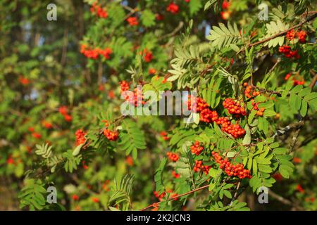 Mountain ash rowan (Sorbus aucuparia) berries between green leaves, lit by afternoon sun. Stock Photo