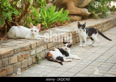 Three colours (white black orange) cat, lying on the pavement in garden, with two more stray cats around her. Stock Photo