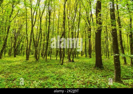 Sun beams through thick  trees branches in dense green forest Stock Photo