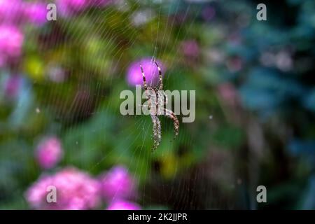 Spider sitting in the middle of a spider web in the garden in Poland Stock Photo