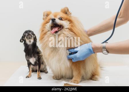 Veterinarian listens to dog's heartbeat with stethoscope. Pet health check concept Stock Photo