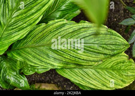 Leaf of tropical Black Bat Flower plant. Botanic name 'Tacca Chantrieri' Stock Photo