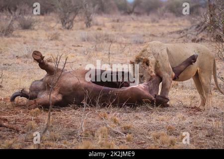 Lion, Leo Panthera, with the body of a dead buffalo. Stock Photo