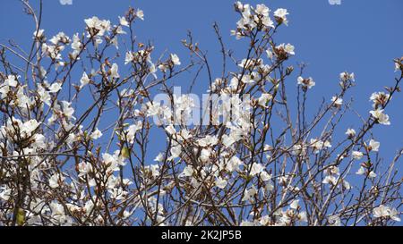 White Bauhinia purpurea tree blossoming in Israel Stock Photo