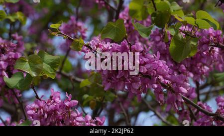 Branches with fresh pink flowers of Judas tree or Cercis siliquastrum. Image of a Judas tree in full blooming Stock Photo