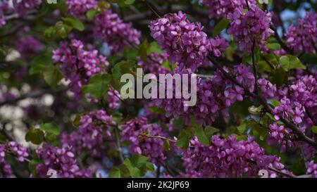 Branches with fresh pink flowers of Judas tree or Cercis siliquastrum. Image of a Judas tree in full blooming Stock Photo