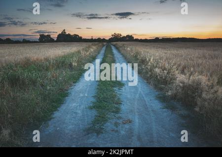 Dirt road through the fields with grain Stock Photo